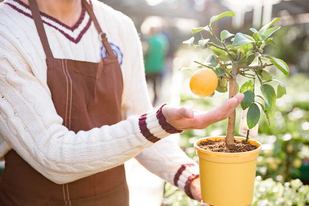 (Image shows a closeup of a small mandarin tree with a single orange in a pot)