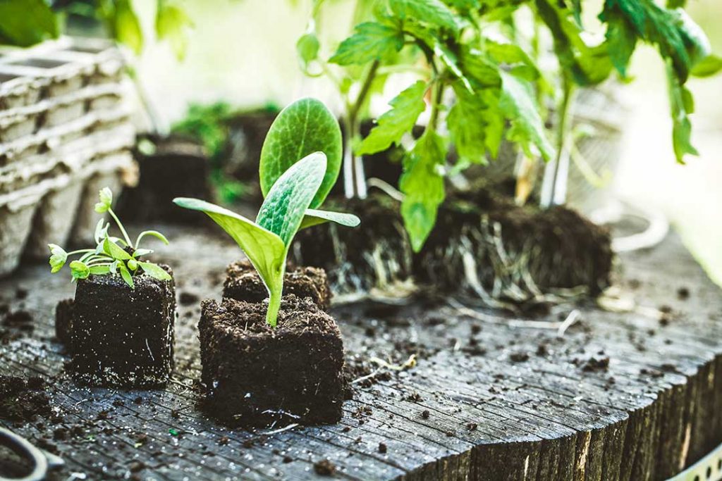 Learn how to start a garden today, whether you want to have fresh ingredients to cook with or just add a splash of green to your backyard! (Image shows green, leafy plants/seedlings in starting blocks of starter soil.)