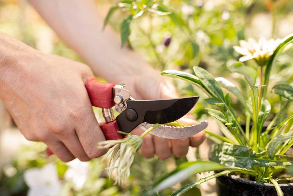 (Picture shows a shot of a woman's hands, trimming dead ends off of a flowering plant)