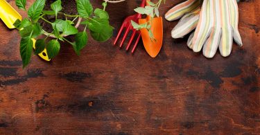 Learn how to start a garden today, whether you want to have fresh ingredients to cook with or just add a splash of green to your backyard! (Image shows green, leafy plants/seedlings in starting blocks of starter soil.)