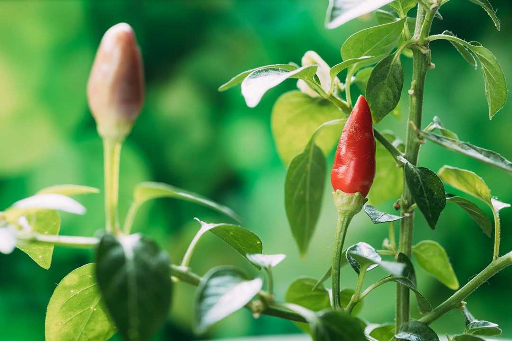 Learn how to start a garden today, whether you want to have fresh ingredients to cook with or just add a splash of green to your backyard! (Image shows small, red peppers growing in a garden)