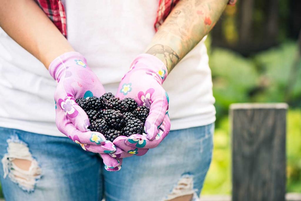 Learn how to start a garden today, whether you want to have fresh ingredients to cook with or just add a splash of green to your backyard! (Image shows a woman with pink gloves, holding a handful of freshly picked blackberries)