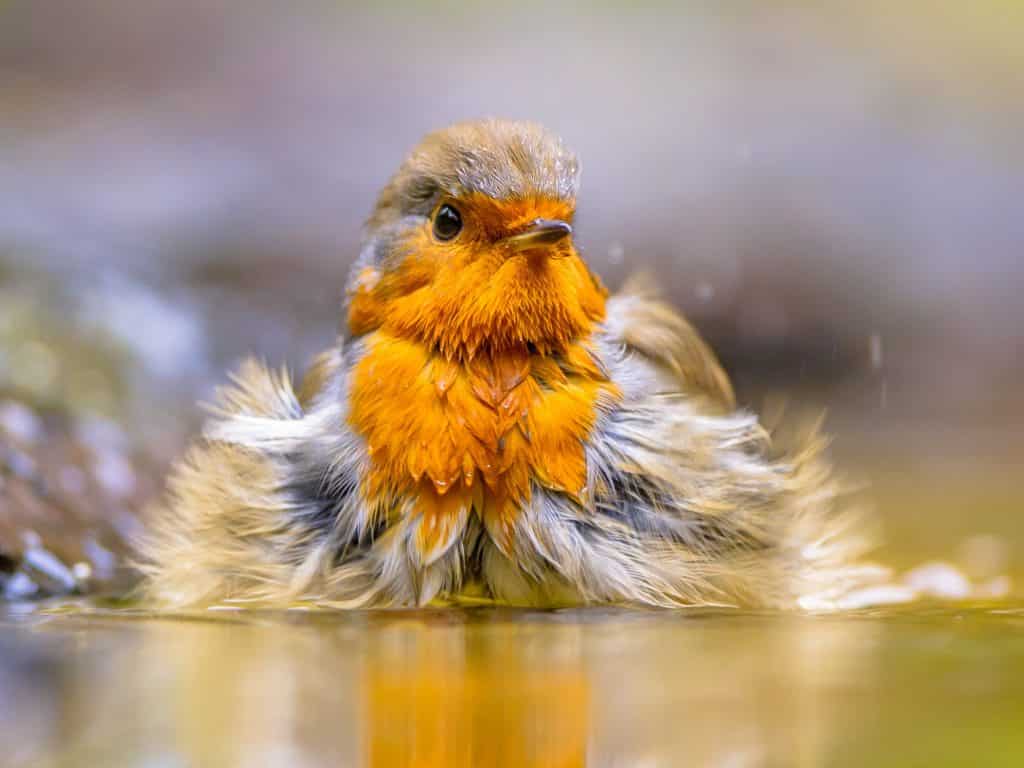 (Robin splashing in water) Bird watching as a hobby is low-cost and accessible. Learn how to attract birds of all kinds—you'll enjoy their company and unique personalities!