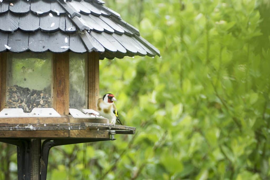 (Bird perched at a feeder) Bird watching as a hobby is low-cost and accessible. Learn how to attract birds of all kinds—you'll enjoy their company and unique personalities!