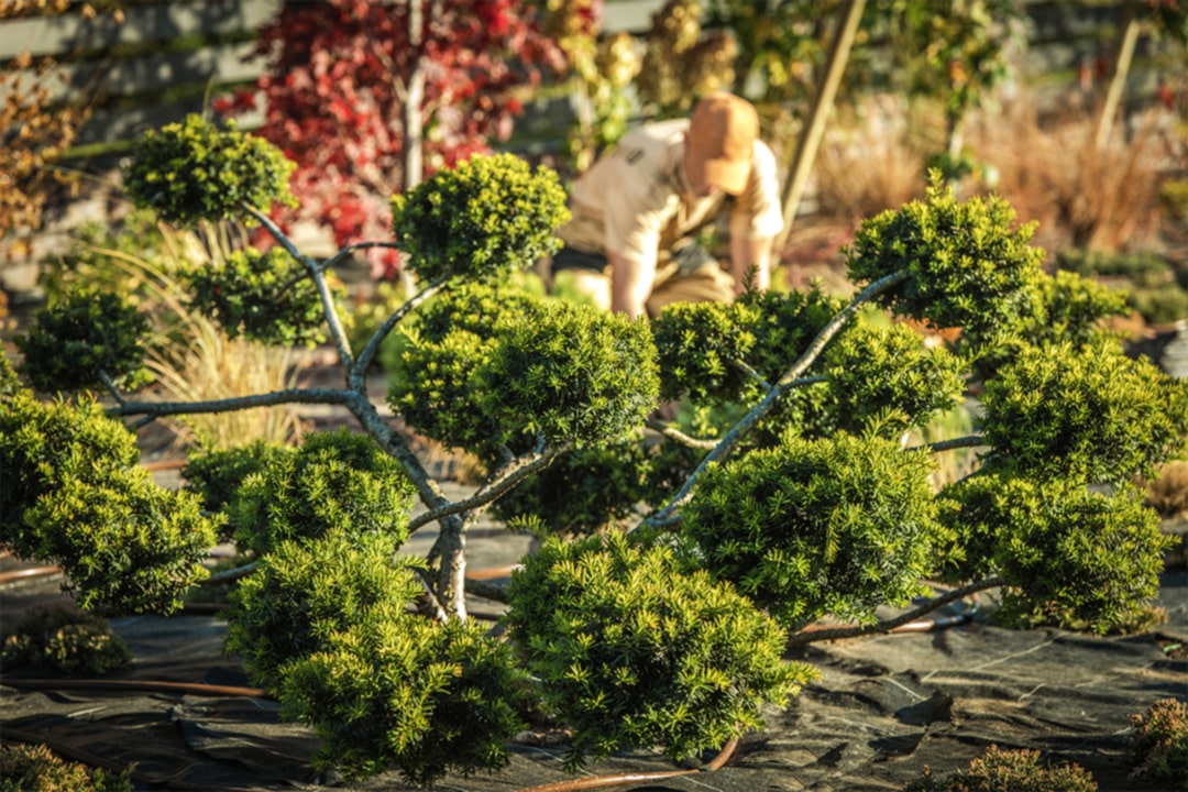 Tree shaping can take a bit of patience, but we've included some tree shaping techniques and beginner-friendly resources to help you get started! - Image shows a group of decorative trees, with a man trimming in the background.