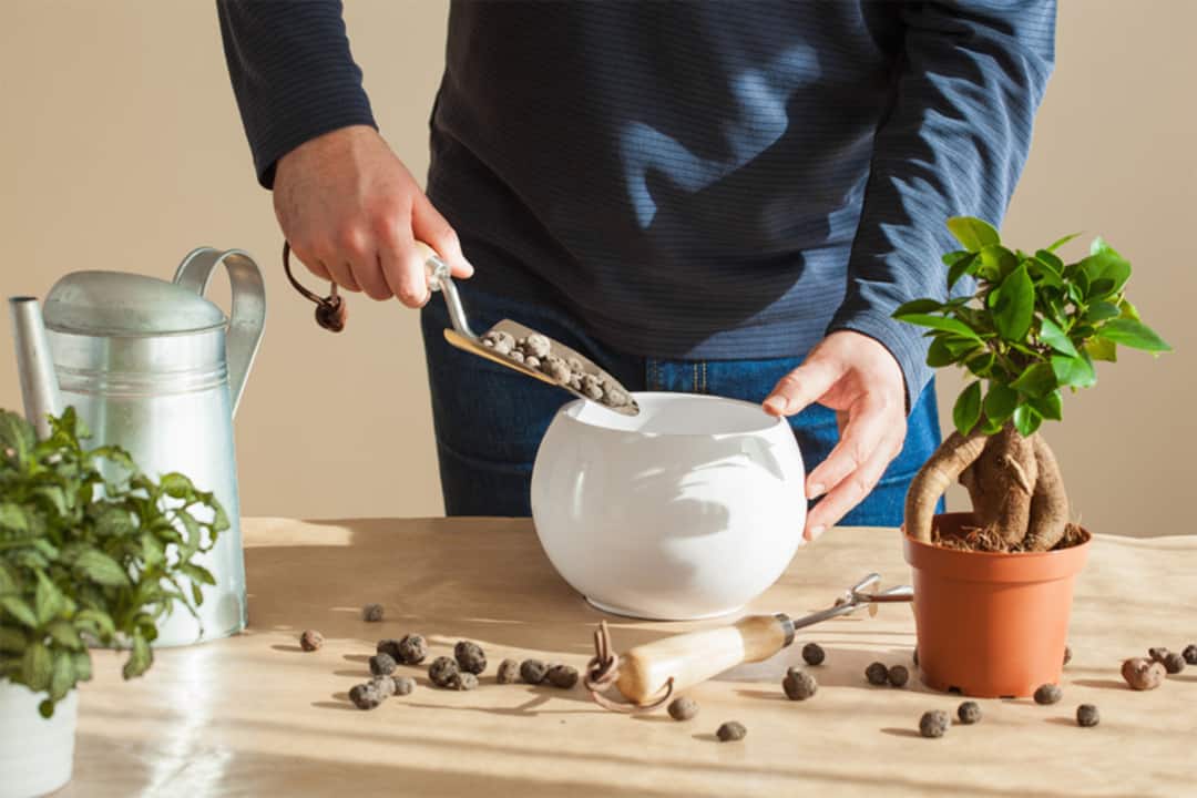 Tree shaping can take a bit of patience, but we've included some tree shaping techniques and beginner-friendly resources to help you get started! - Image shows a man repotting a small, uniquely shaped tree.