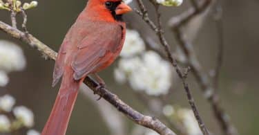 Northern Cardinal