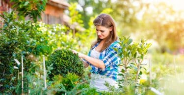 Tree shaping can take a bit of patience, but we've included some tree shaping techniques and beginner-friendly resources to help you get started!