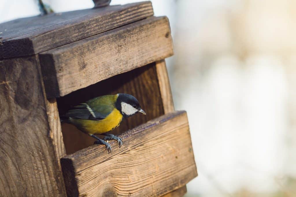 (Bird peeking out of a bird house) Bird watching as a hobby is low-cost and accessible. Learn how to attract birds of all kinds—you'll enjoy their company and unique personalities!