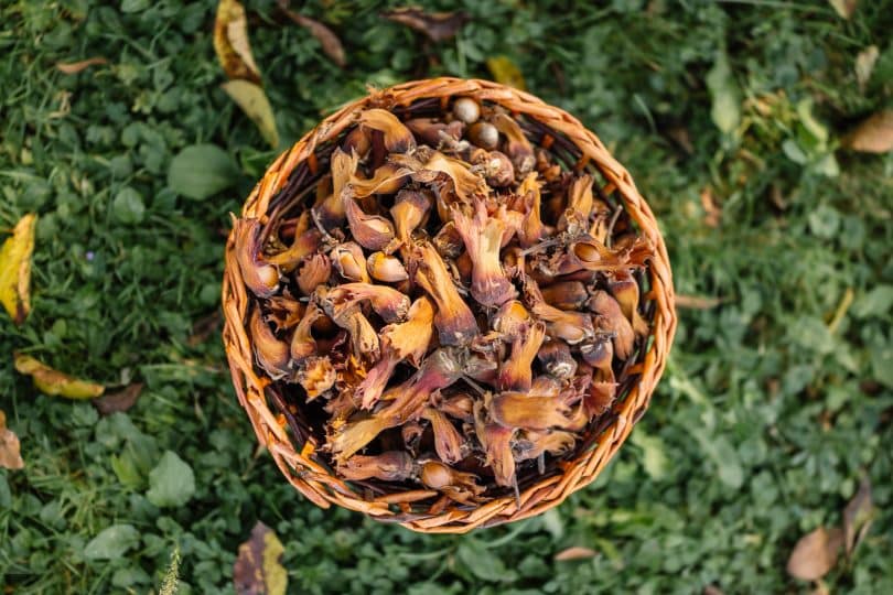 Interested in harvesting your own food? This foraging guide will help get you started and provide some other resources to help improve your foraging skills!