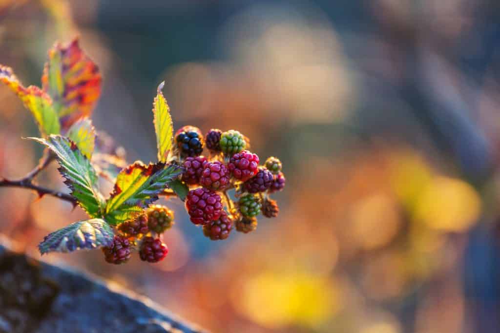 Interested in harvesting your own food? This foraging guide will help get you started and provide some other resources to help improve your foraging skills!