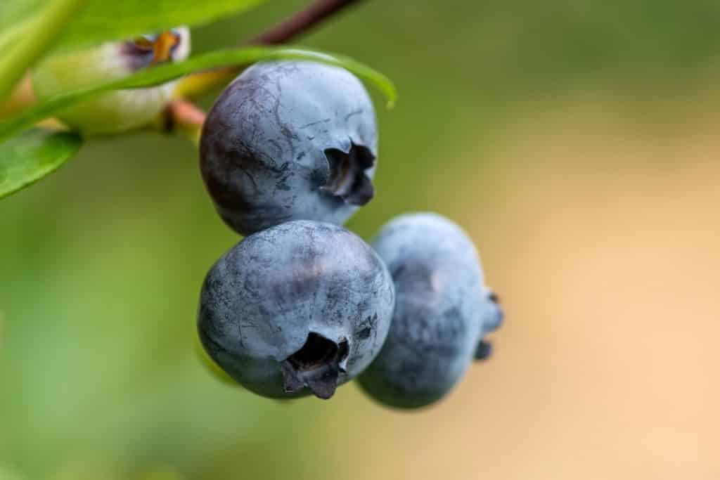 Fresh organic blueberries on the bush