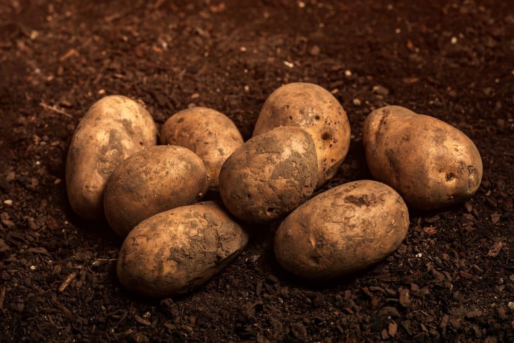 Composting is a great way to reduce waste and improve your garden. Learn more about the benefits of composting and how to get started today! (Pictures: Harvested organic potato tuber on ground)