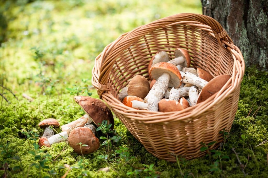 Basket of mushrooms in a forest
