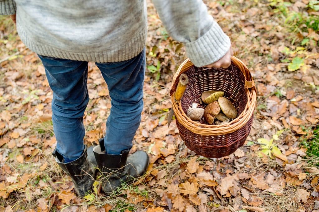 Interested in harvesting your own food? This foraging guide will help get you started and provide some other resources to help improve your foraging skills! (Man holding basket with mushooms in a forest during autumn.)