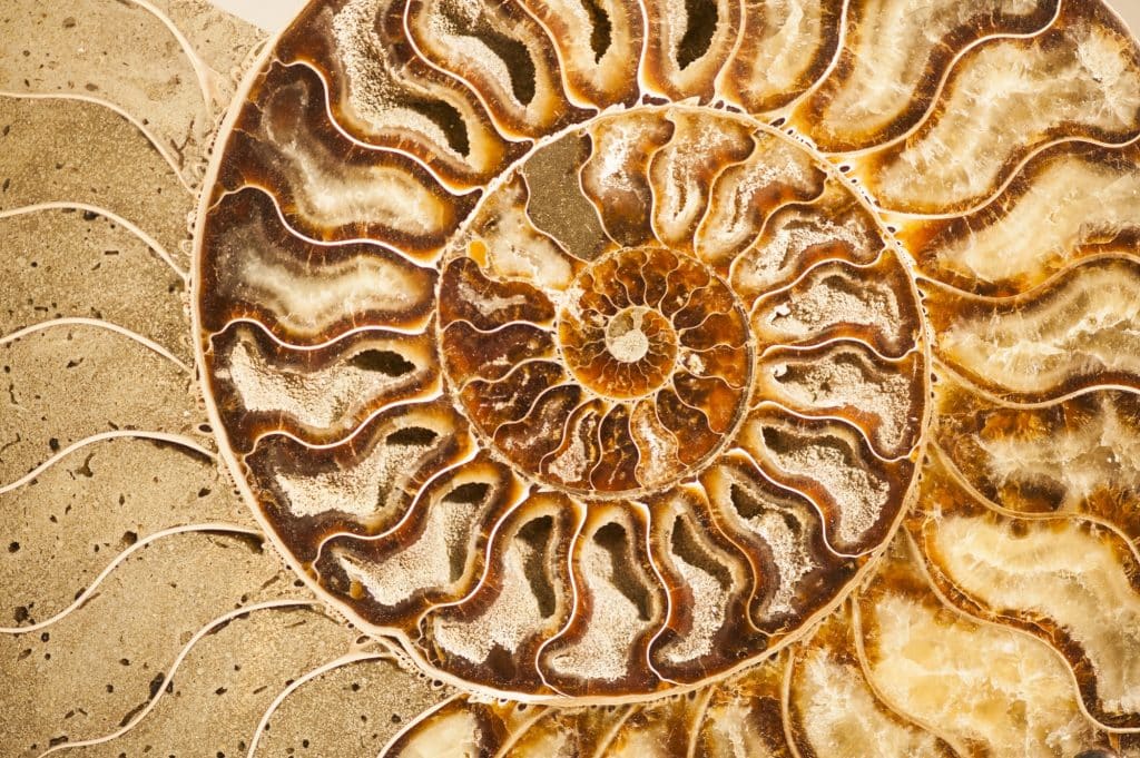 Fossil hunting is a great hobby that can reward you with unique finds. Learn how to get started with our guide on fossil hunting for beginners. (Photos shows detail of ammonite fossil shell with crystals inside)