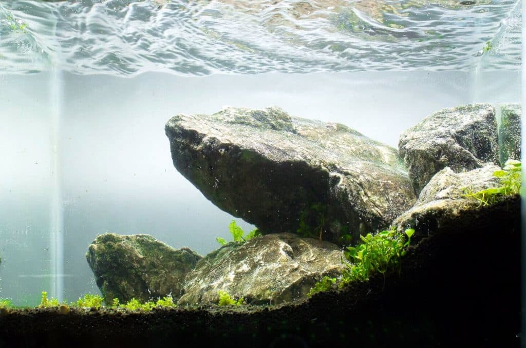 Iwagumi is a simple, elegant approach to aquascaping that makes it easily accessible to new aquascapers. Learn more about Iwagumi aquascapes.