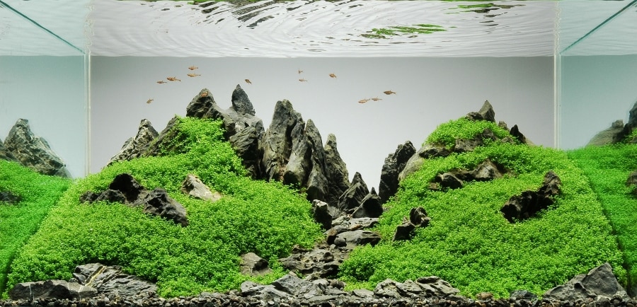 Iwagumi is a simple, elegant approach to aquascaping that makes it easily accessible to new aquascapers. Learn more about Iwagumi aquascapes.