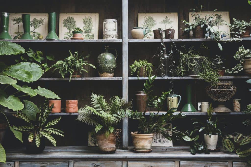 Want to start a garden but don't have the time to manage lots of outdoor plants? Check out our resources and info on indoor gardening supplies! (Image: Selection of indoor plants in terracotta pots on wooden shelves.)