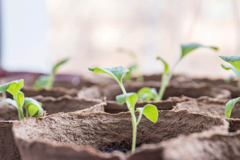 Cultivation of young seedlings in pots indoor