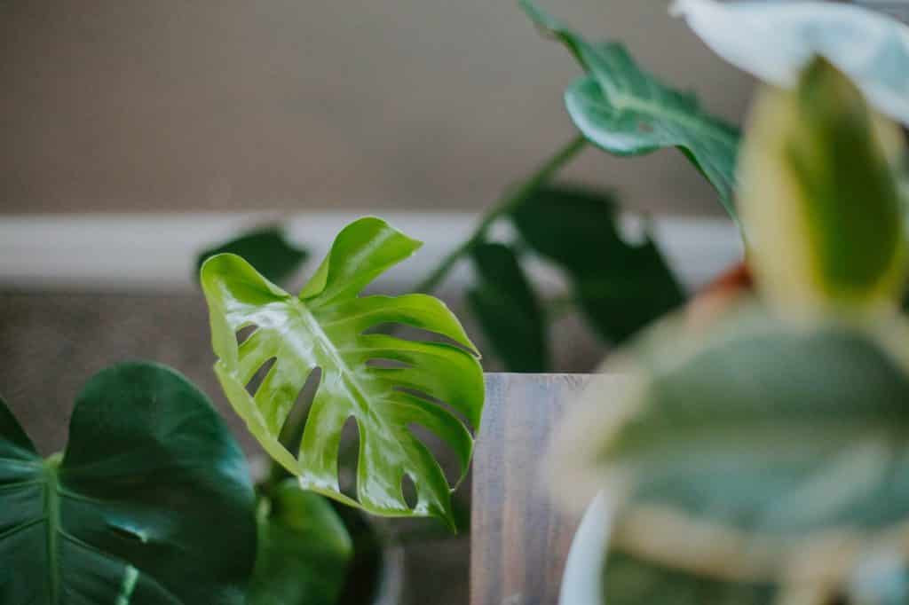 Spruce up your home with house plants! Interior design can make for a relaxing hobby and an organized space. Here's how interior design affects mental health.