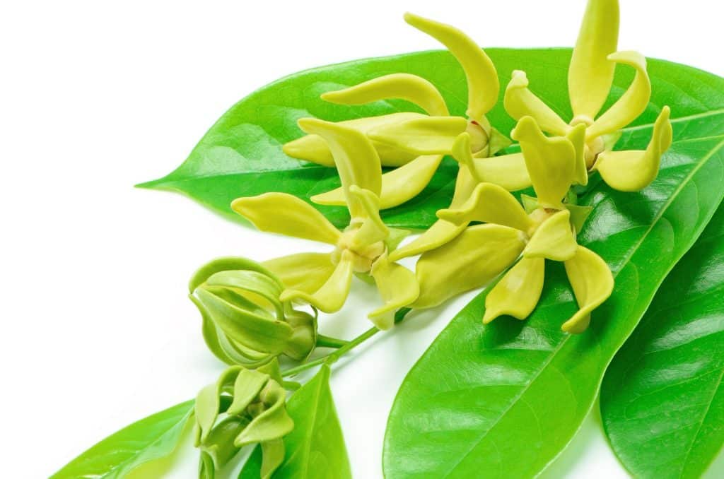 In this post, we’ll be covering a bit about Ylang-Ylang and its uses, as well as how to make Ylang-Ylang perfume that you’re sure to fall in love with.