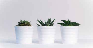 three green assorted plants in white ceramic pots