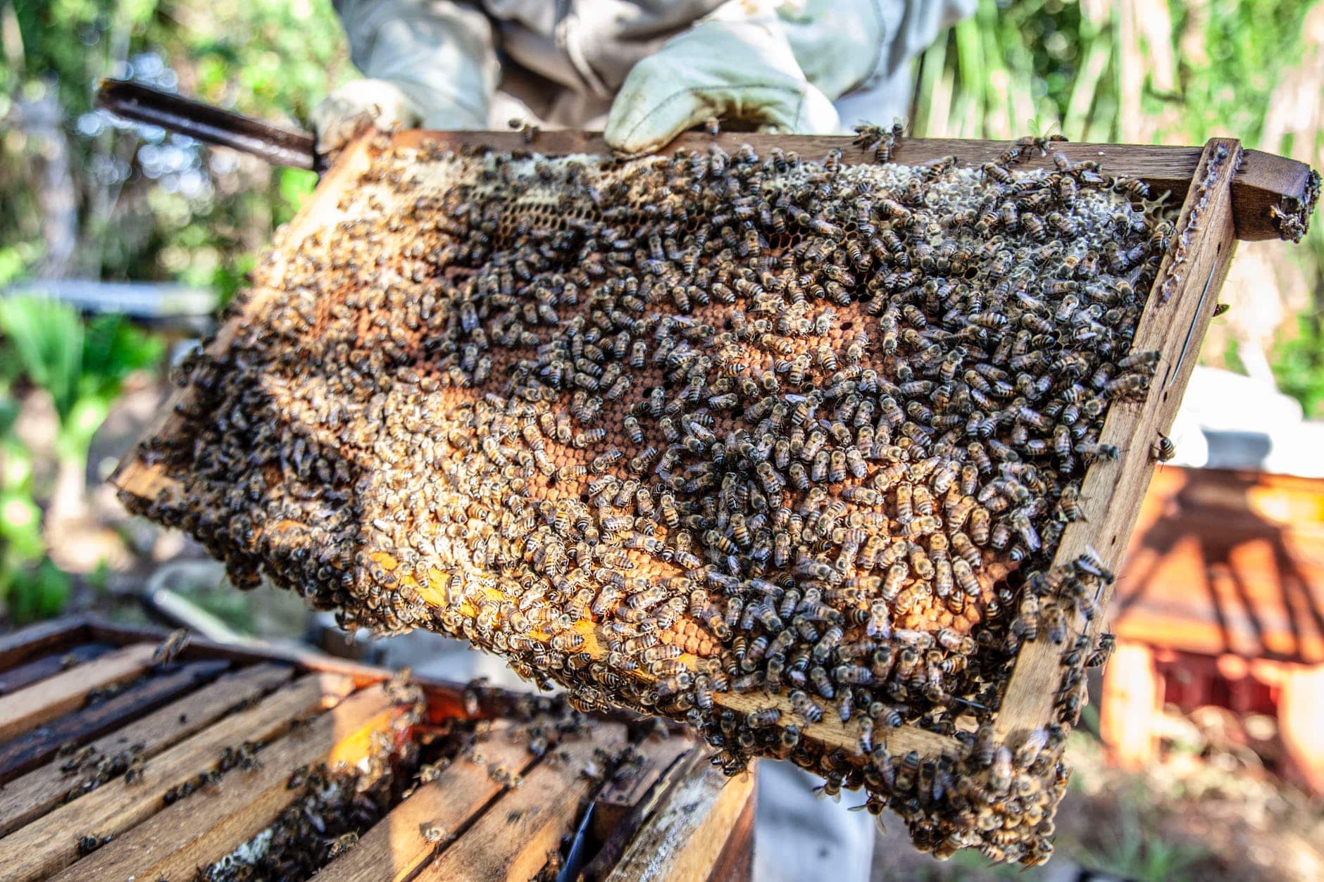 start beekeeping