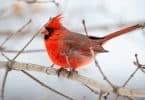 photo of northern cardinal perched on brown tree branch