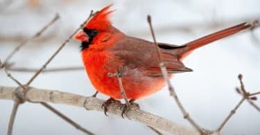 photo of northern cardinal perched on brown tree branch