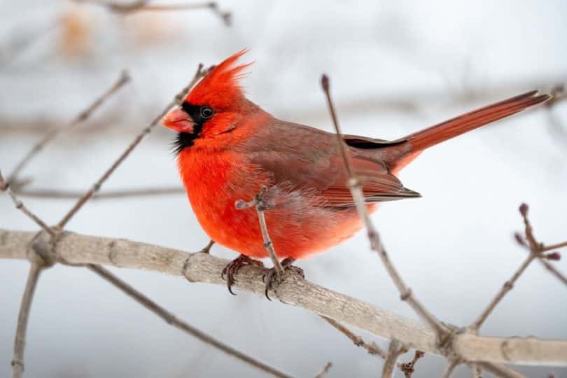 photo of northern cardinal perched on brown tree branch