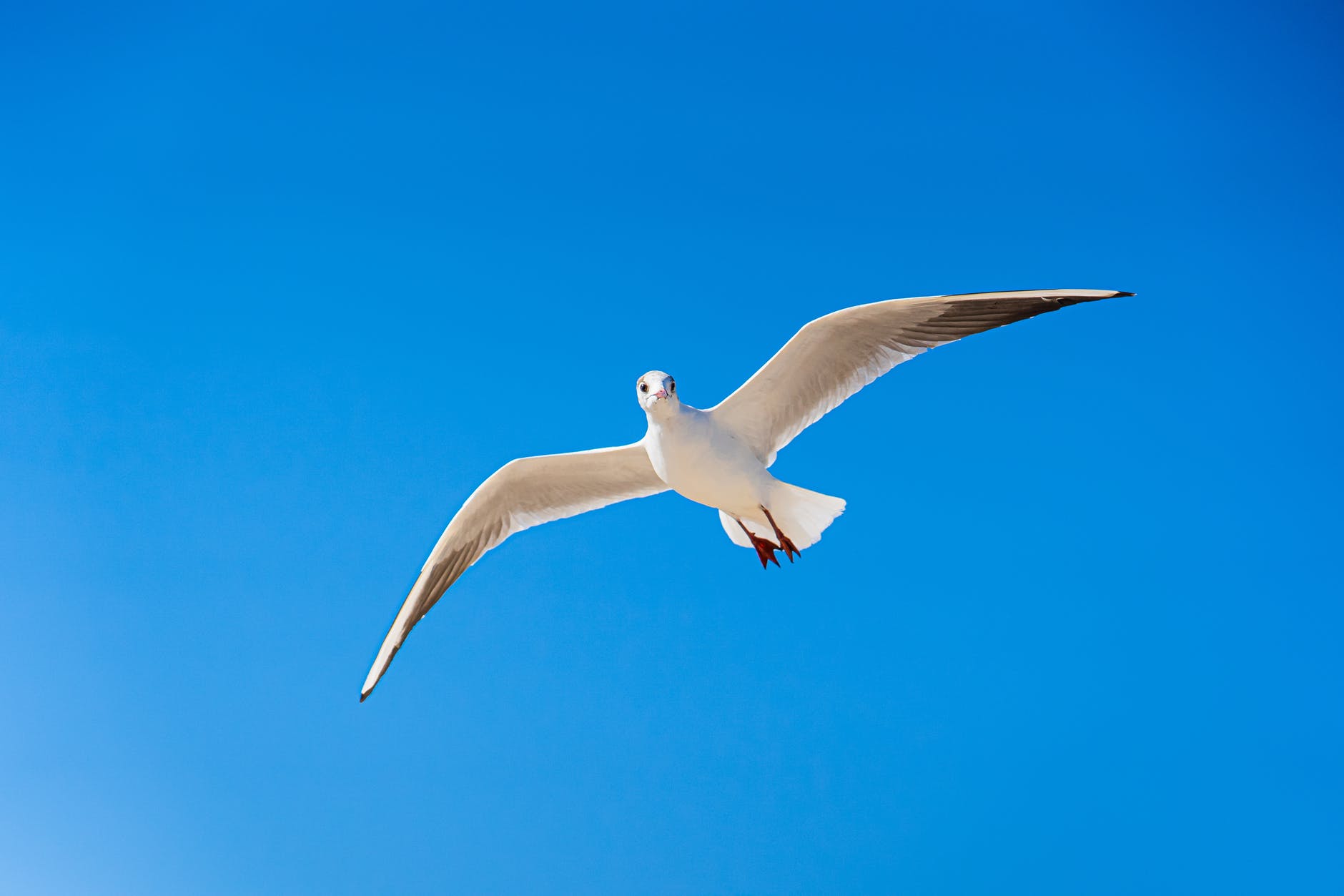 bird watching equipment