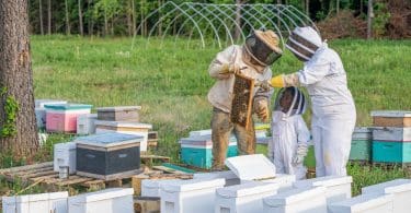 honeycomb farm bee pollen