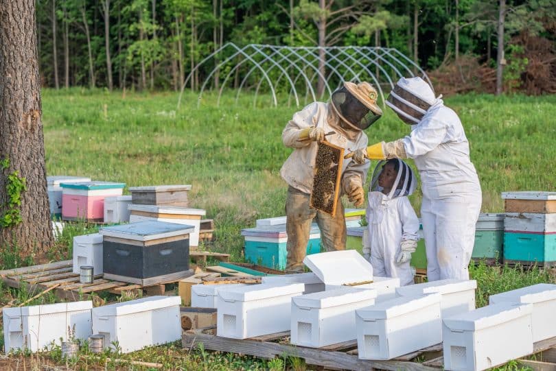 honeycomb farm bee pollen