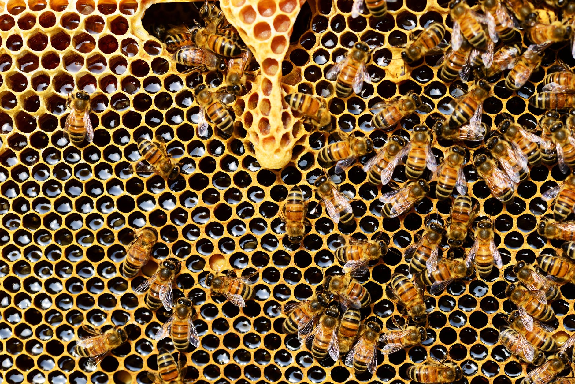beekeeping tools