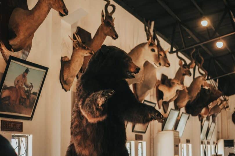 wall with stuffed animals in museum