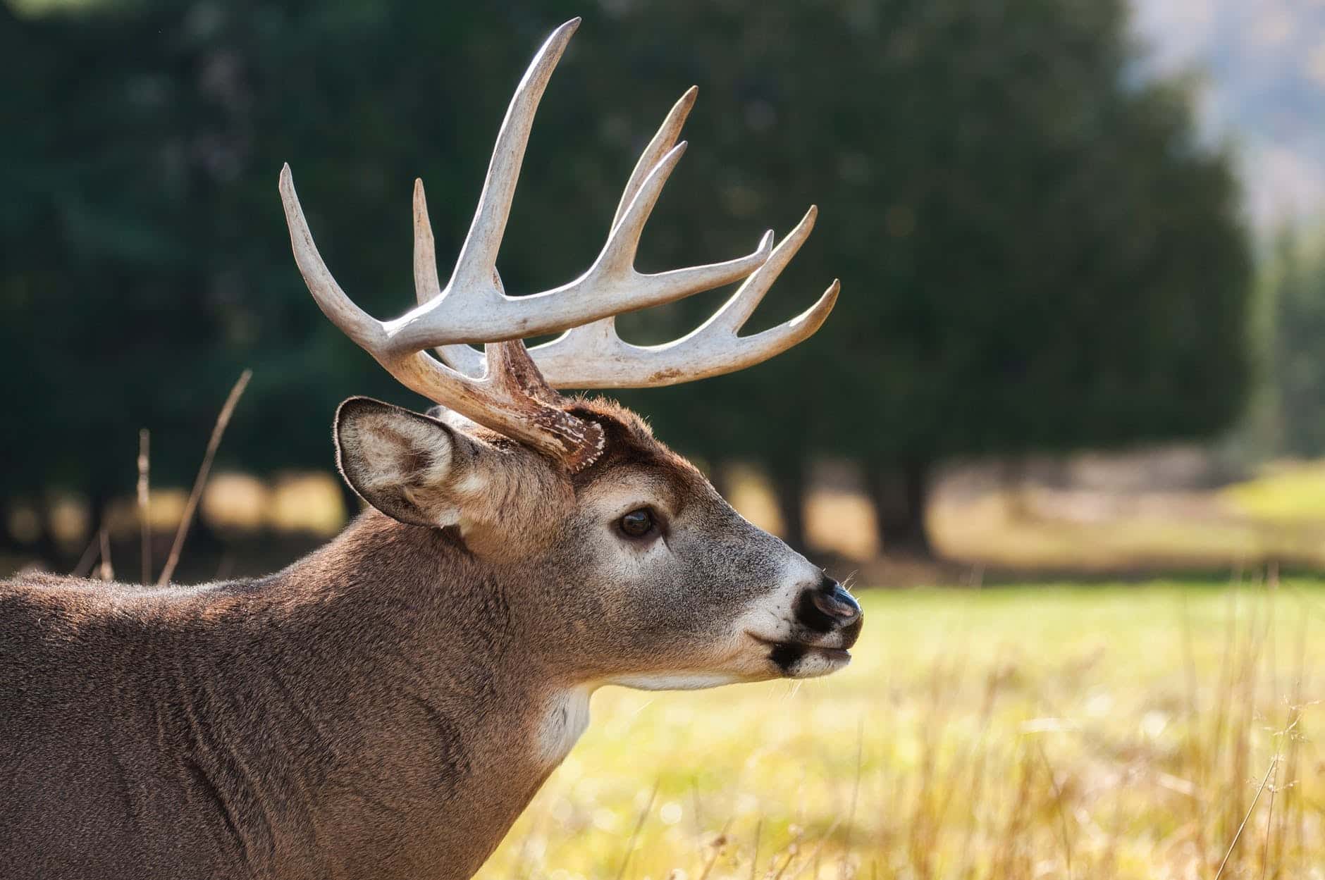 taxidermy techniques