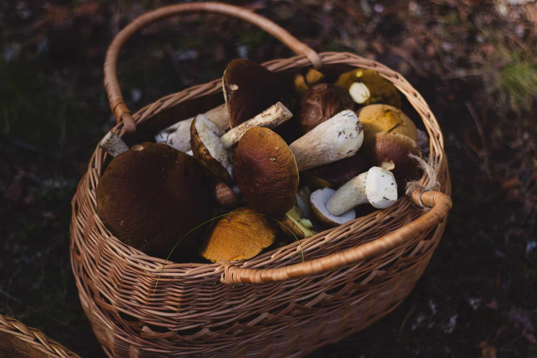 mushroom forager