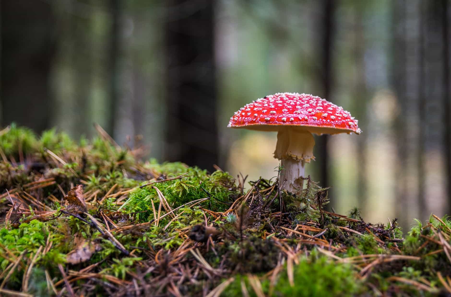 mushroom hunting for beginners