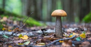 brown mushroom at daytime