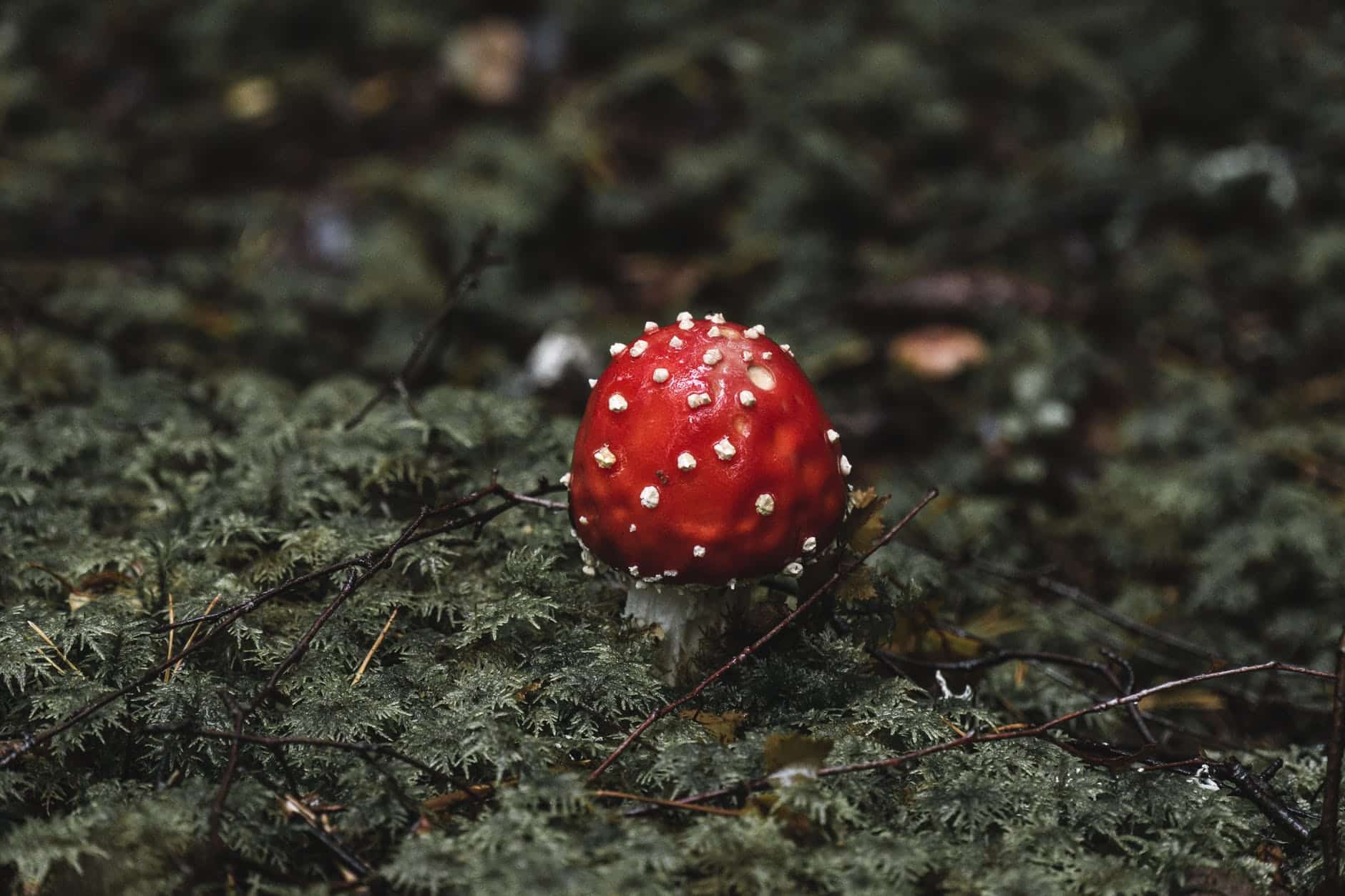 mushroom hunting for beginners