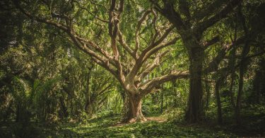 green leafed tree