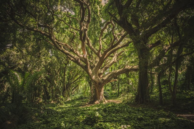 green leafed tree